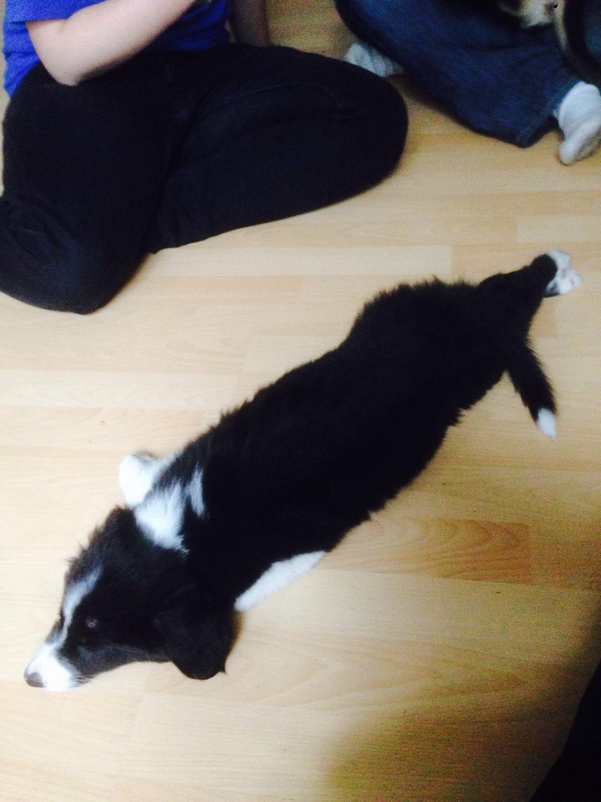 Border collie Jake billede 5