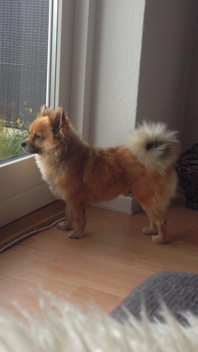 Blanding af racer Silas billede 23