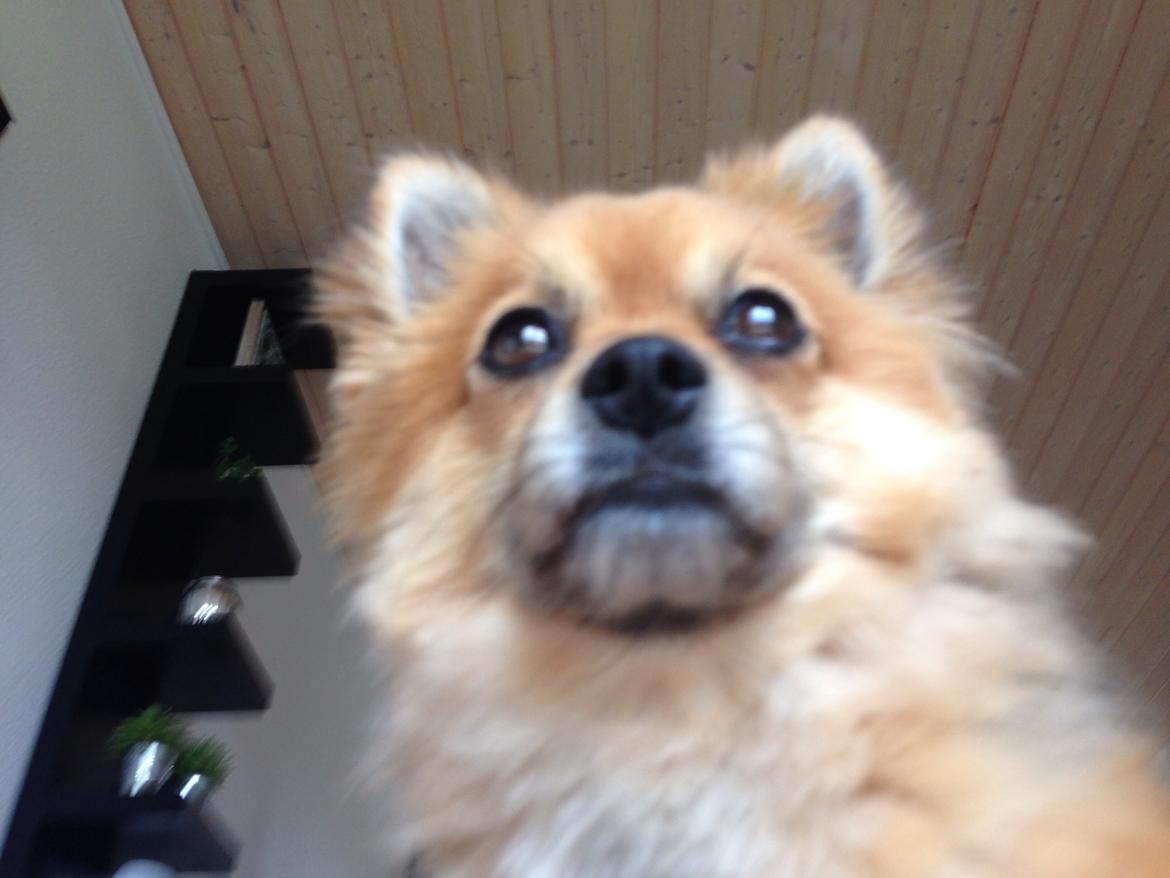 Blanding af racer Silas billede 24