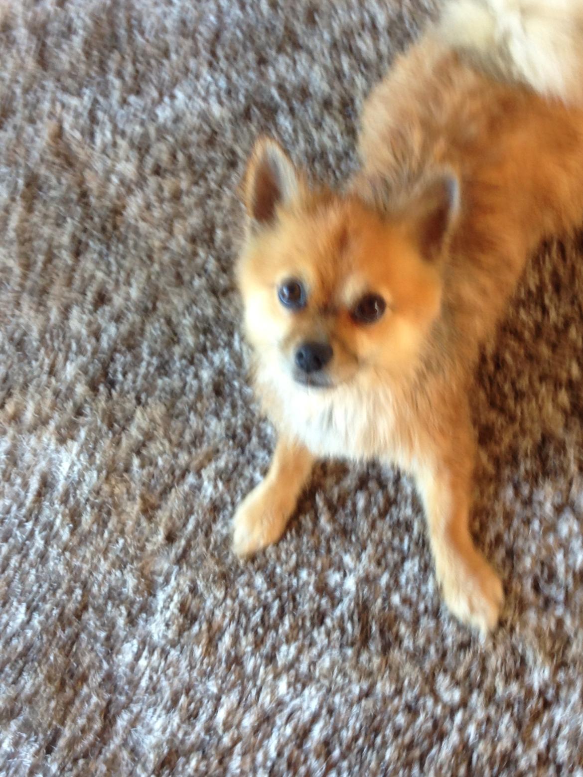 Blanding af racer Silas billede 25