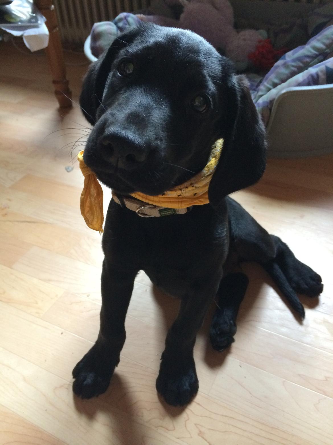 Blanding af racer Trixie billede 6