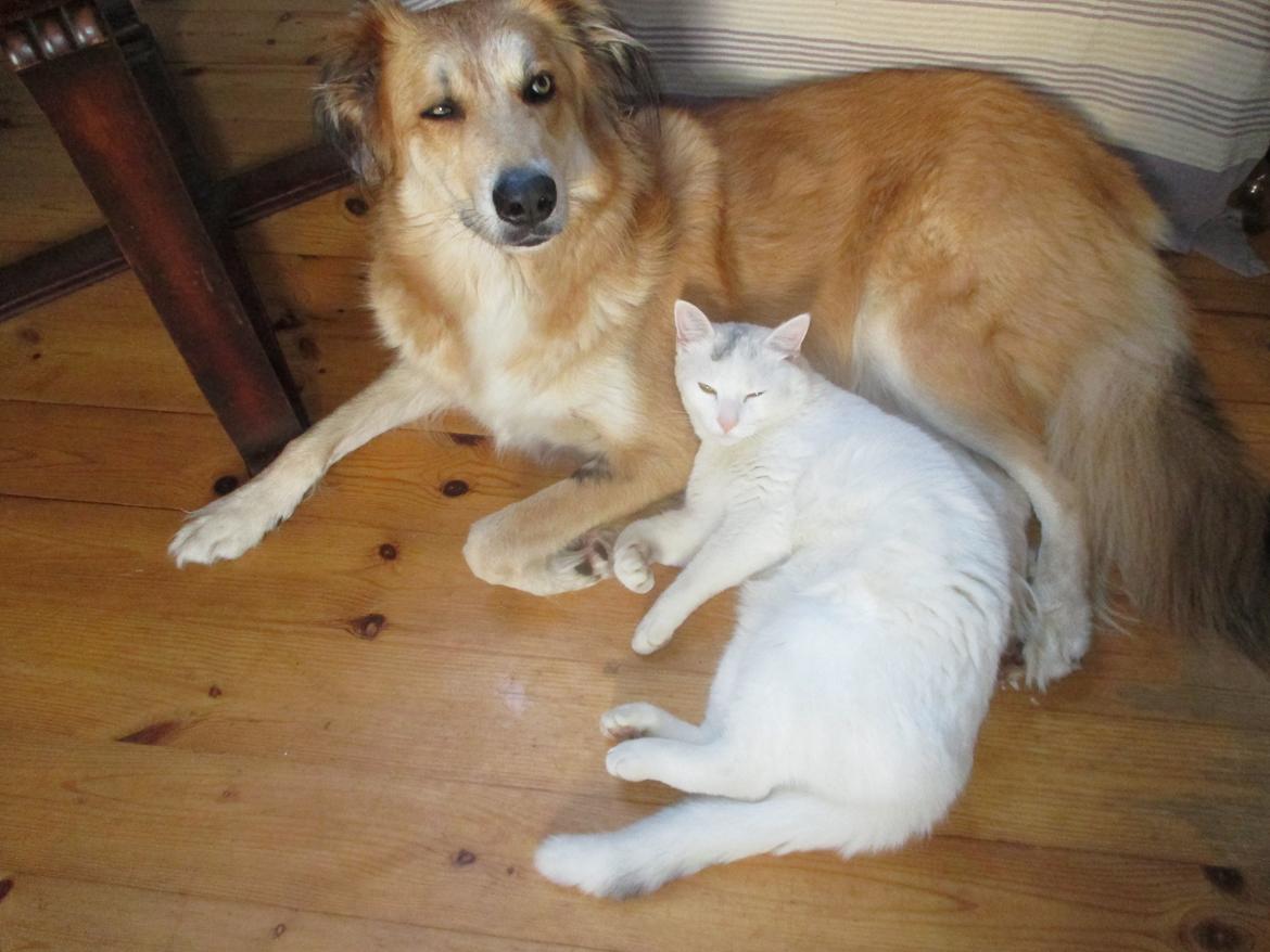 Blanding af racer loui billede 9