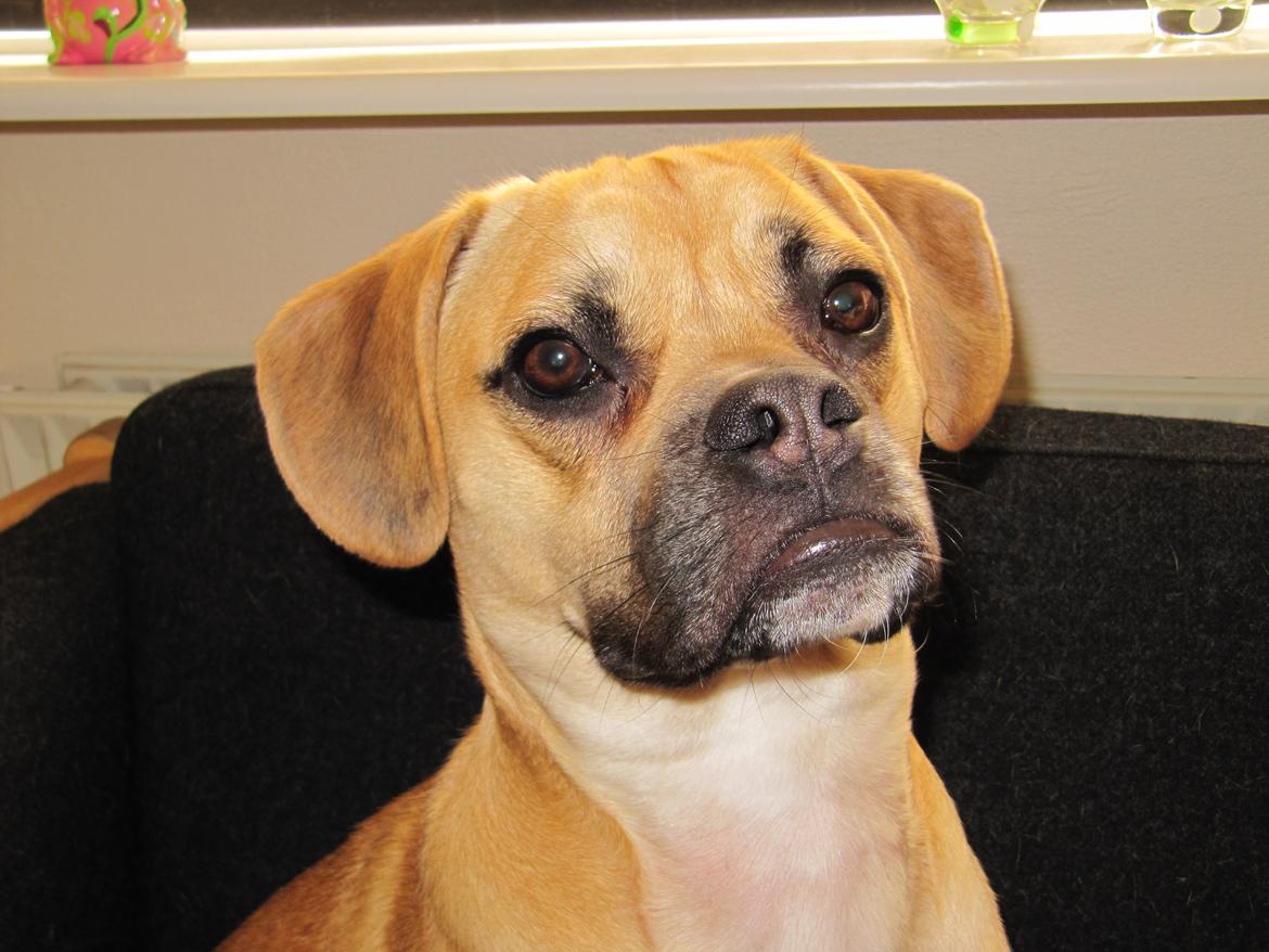 Blanding af racer Liam billede 1