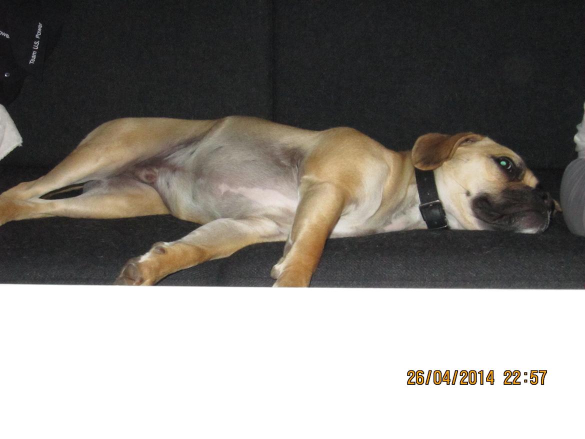 Blanding af racer Liam billede 2