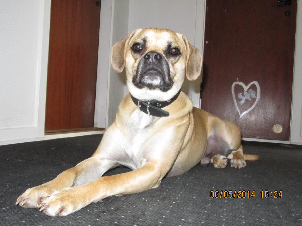 Blanding af racer Liam billede 4