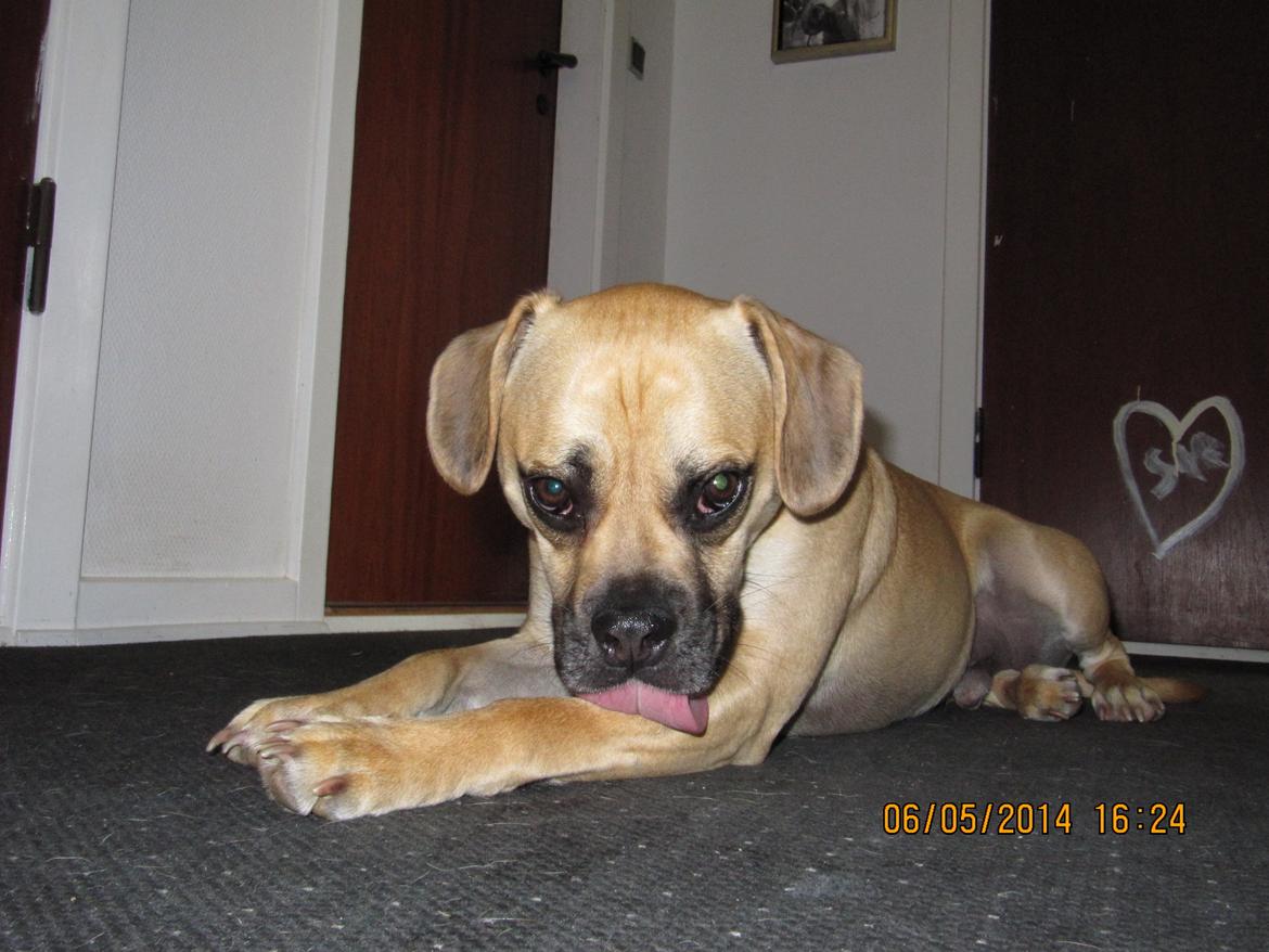 Blanding af racer Liam billede 5