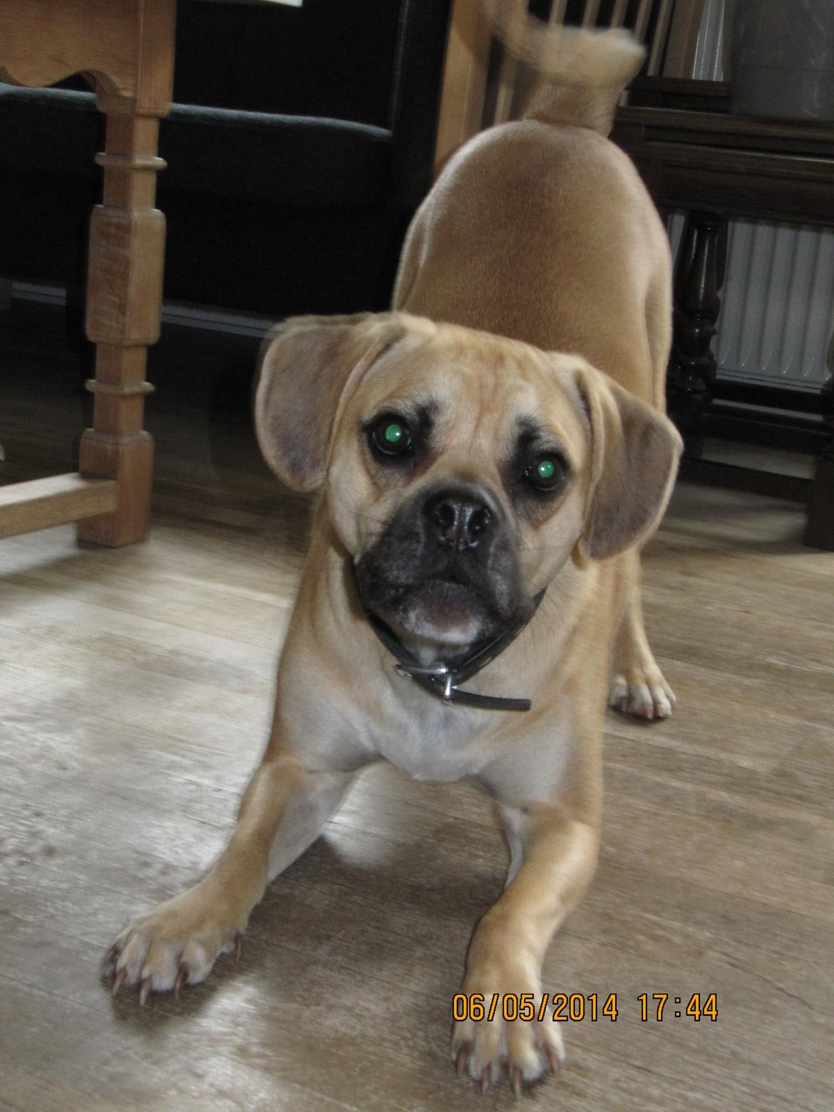 Blanding af racer Liam billede 6