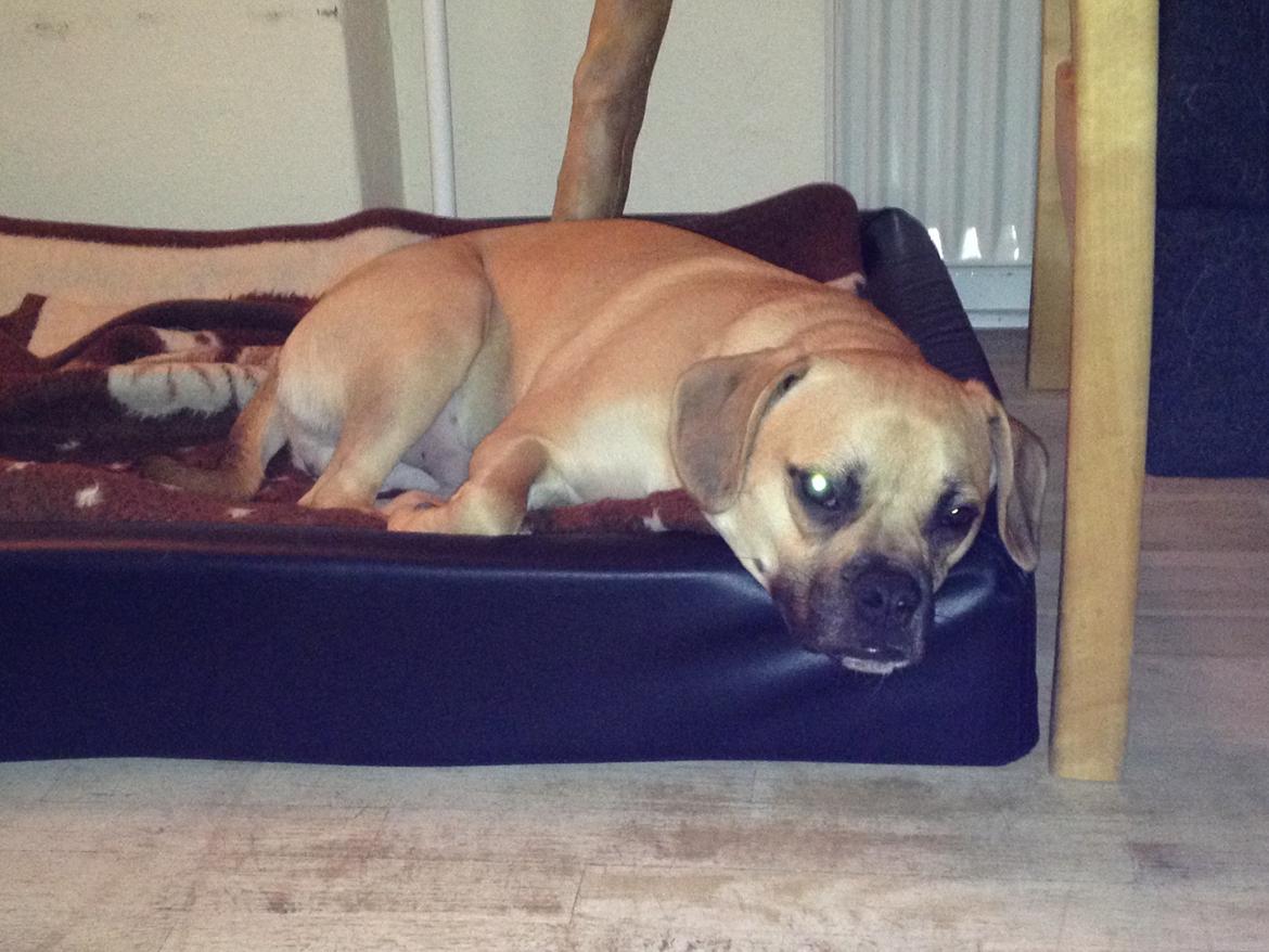 Blanding af racer Liam billede 7