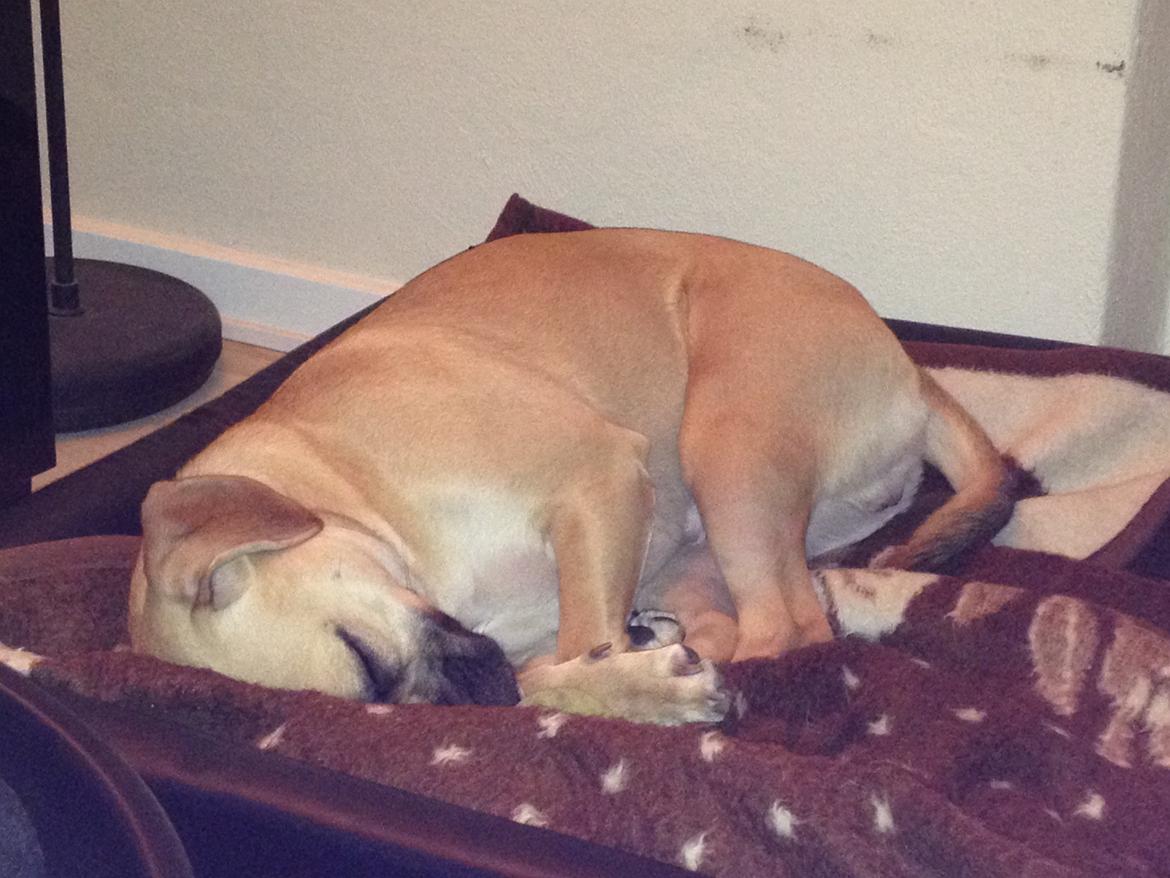 Blanding af racer Liam billede 8