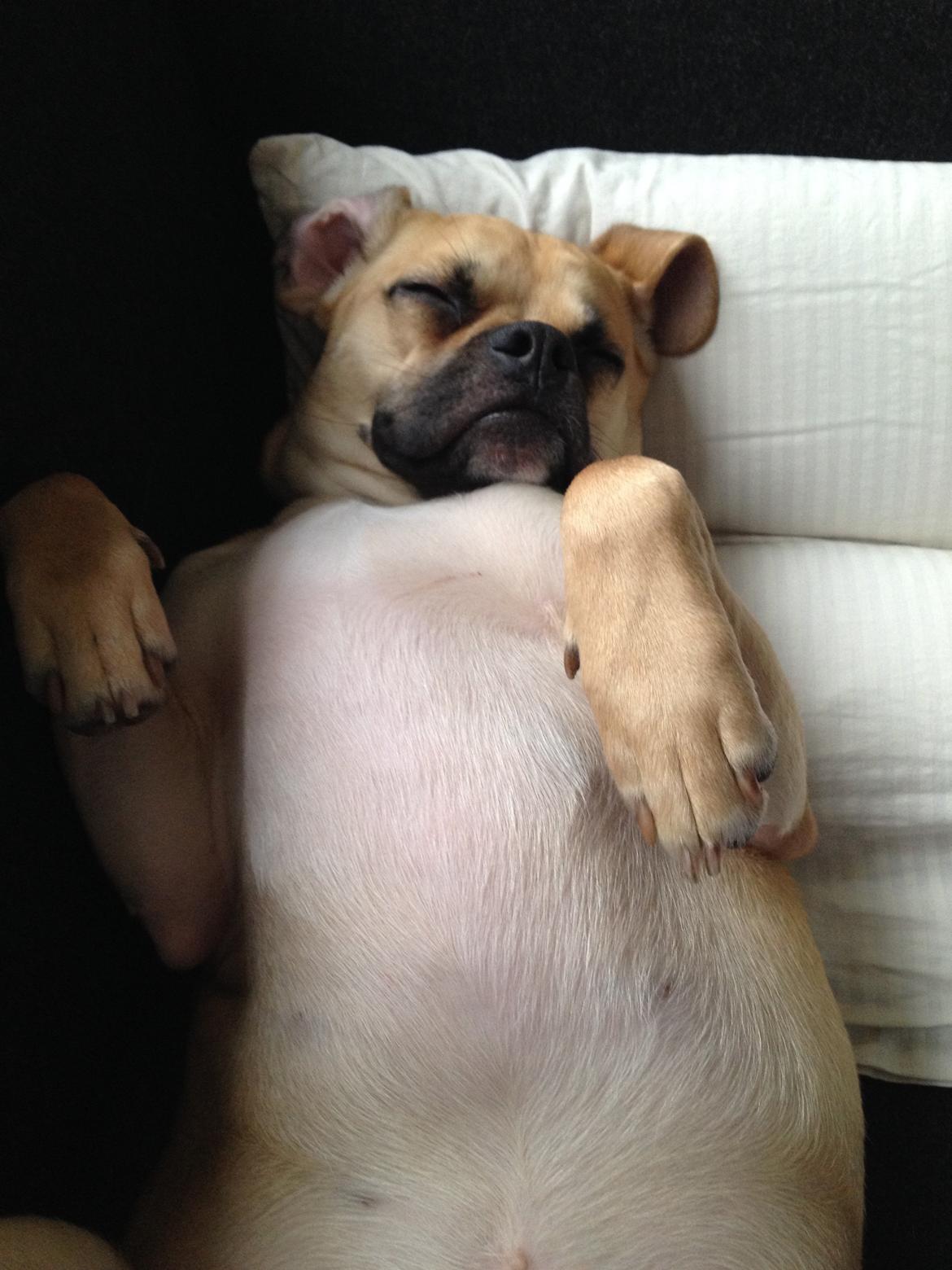 Blanding af racer Liam billede 9