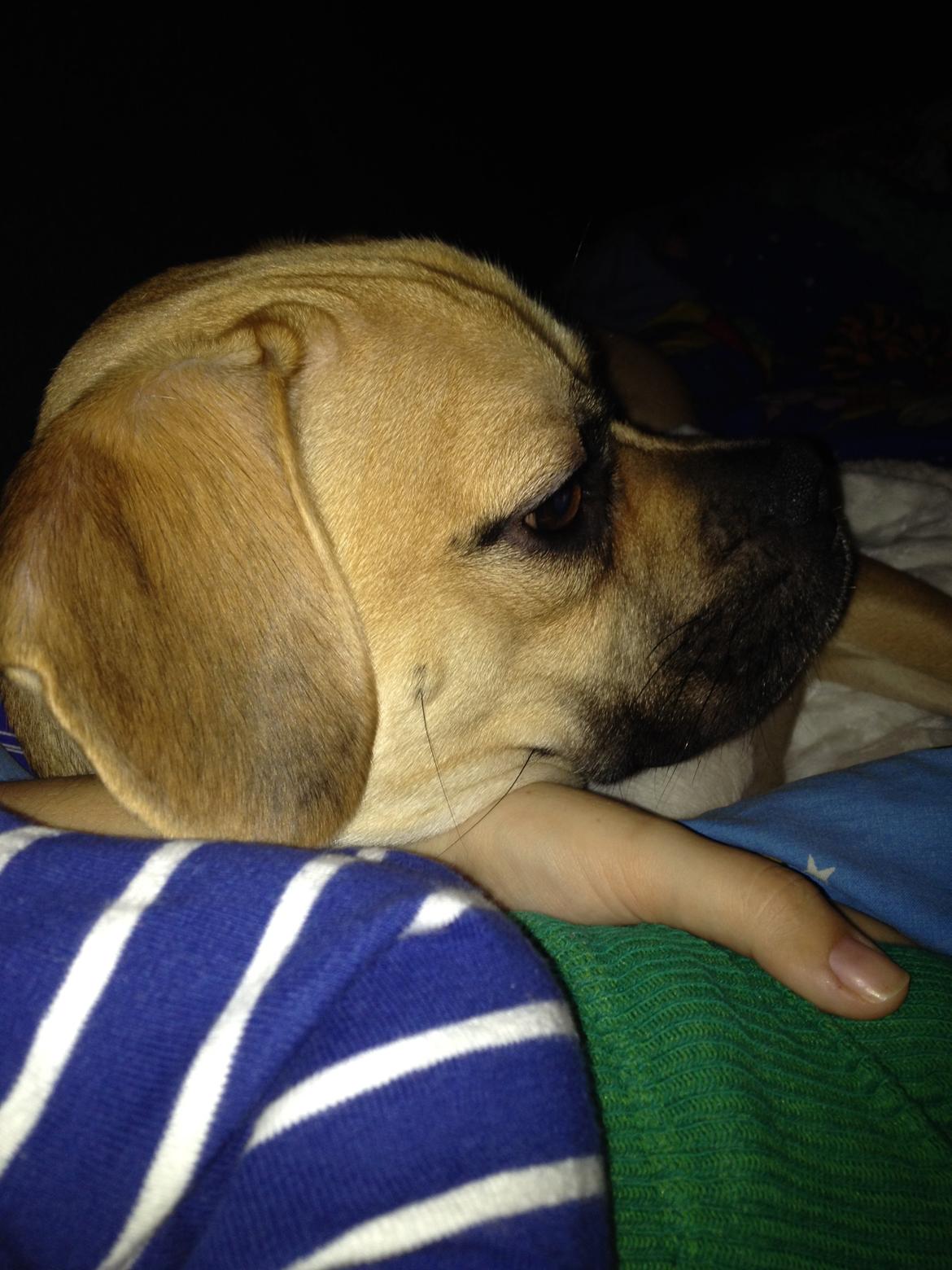 Blanding af racer Liam billede 10