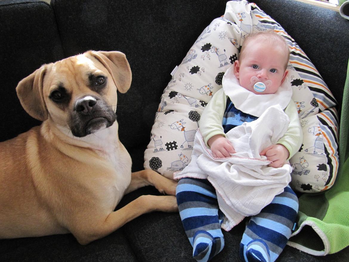 Blanding af racer Liam billede 11