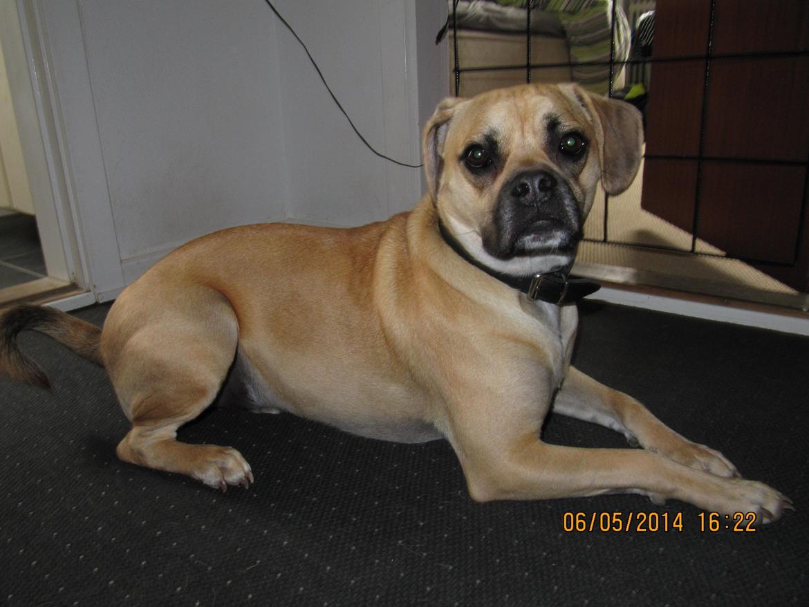 Blanding af racer Liam billede 3