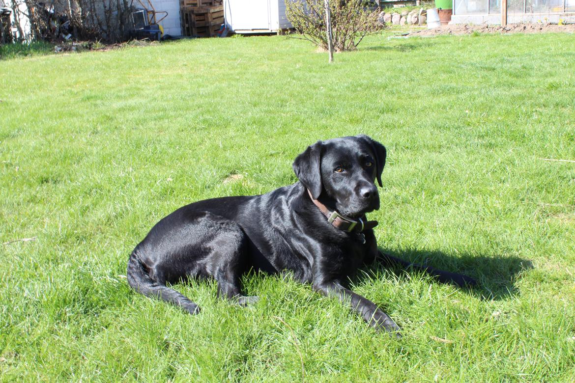 Labrador retriever Maggie (lille hunden) - Maggie i sommerhuset  billede 2