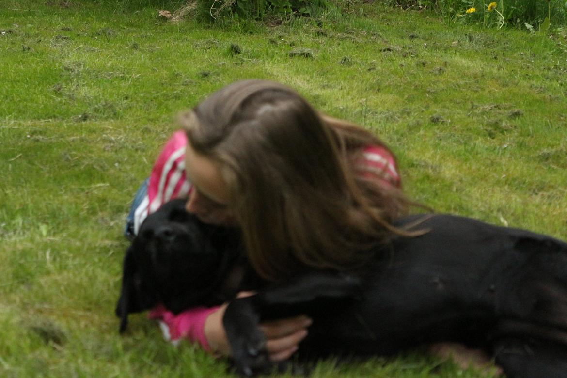 Labrador retriever Maggie (lille hunden) - Maggie for lige lidt kærlighed <3 billede 3