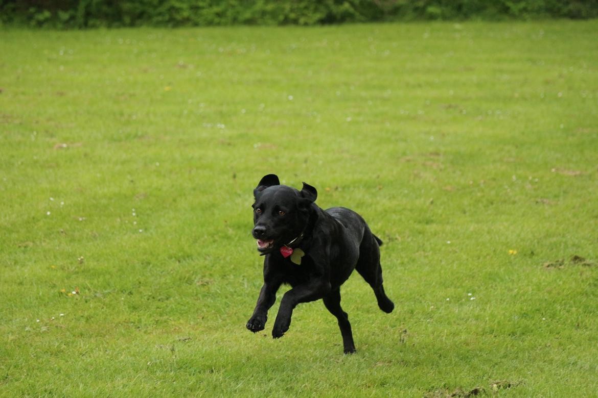 Labrador retriever Maggie (lille hunden) - Velkommen til Maggies profil <3  billede 1