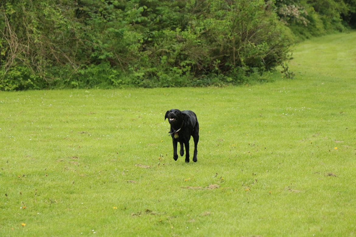 Labrador retriever Maggie (lille hunden) - ude og løbe en lille tur (læg lige mærke til hendes ansigt) billede 4