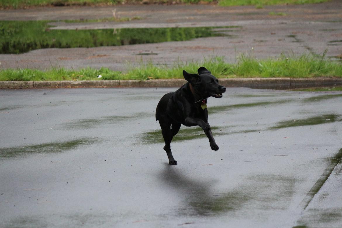 Labrador retriever Maggie (lille hunden) - Ude og løbe en lille tur billede 6