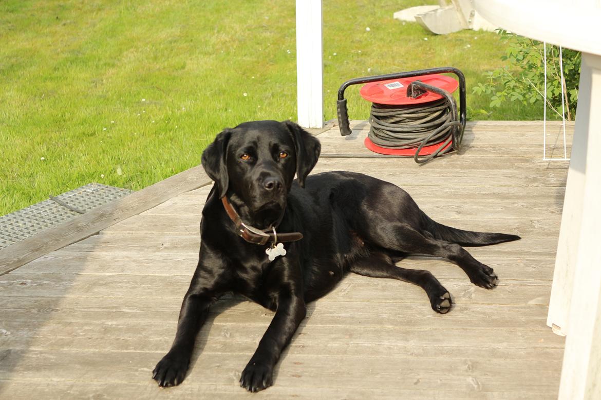 Labrador retriever Maggie (lille hunden) - I sommerhus med familien <3 billede 5