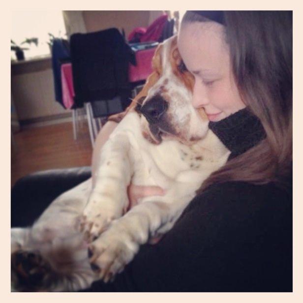 Basset hound Paddington billede 24