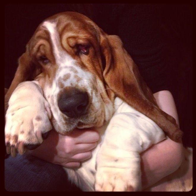 Basset hound Paddington billede 25