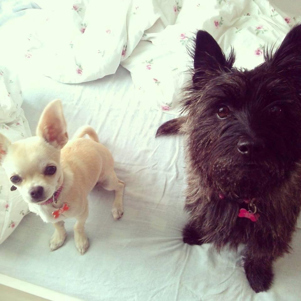 Chihuahua Emma billede 2