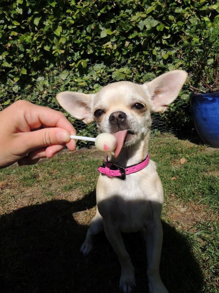 Chihuahua Emma billede 4