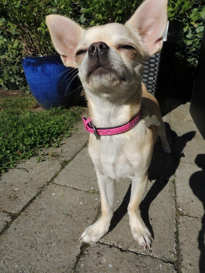 Chihuahua Emma billede 5