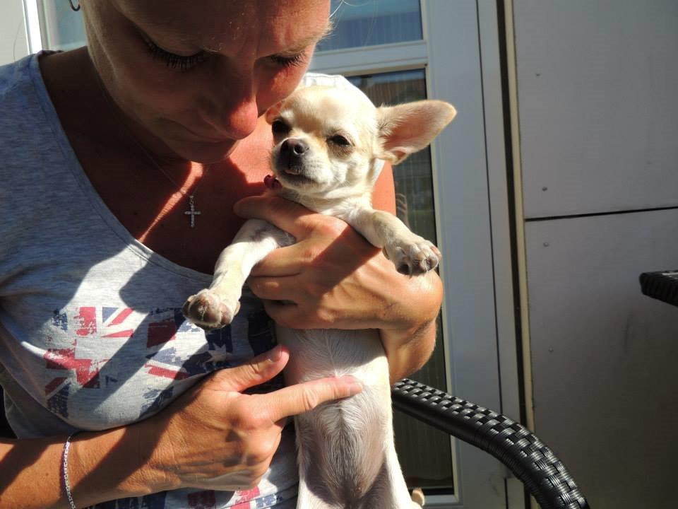 Chihuahua Emma billede 6