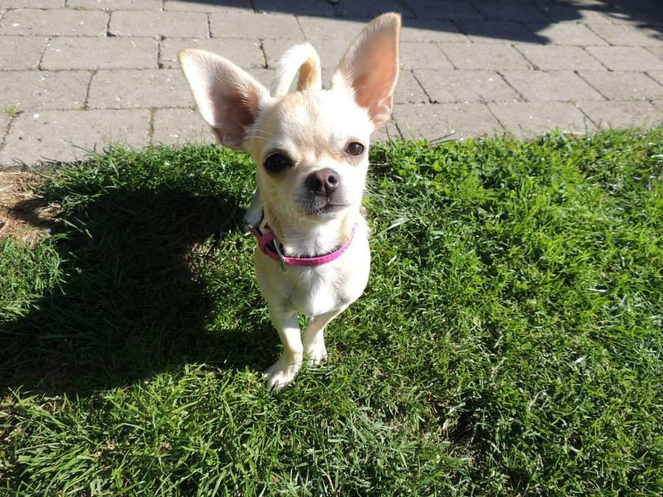 Chihuahua Emma billede 7