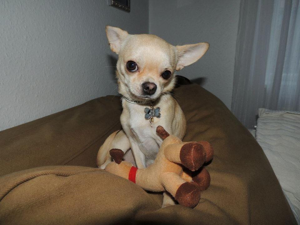 Chihuahua Emma billede 8