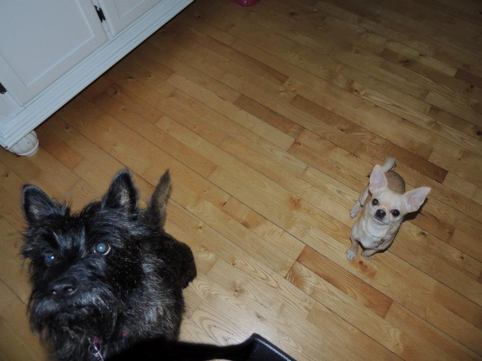 Chihuahua Emma billede 9