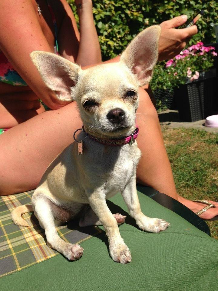 Chihuahua Emma billede 1