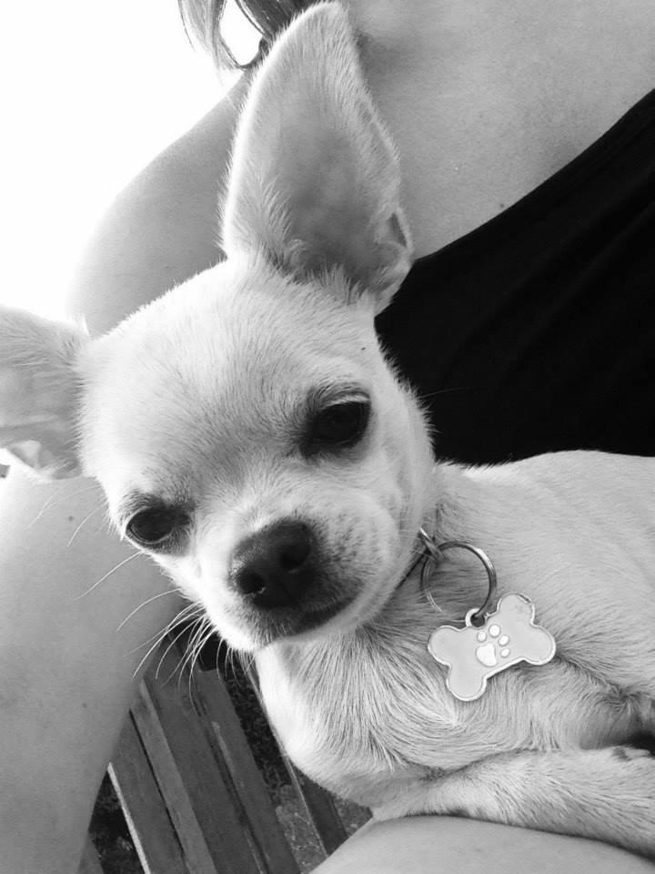 Chihuahua Emma billede 10