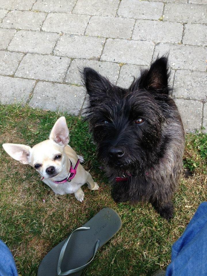 Chihuahua Emma billede 11