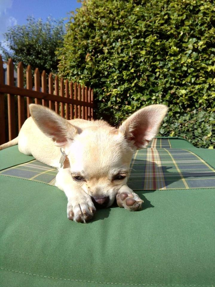 Chihuahua Emma billede 3