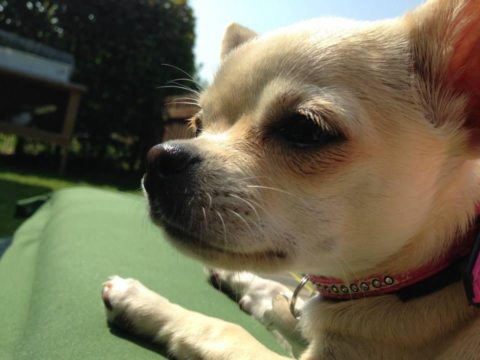 Chihuahua Emma billede 15