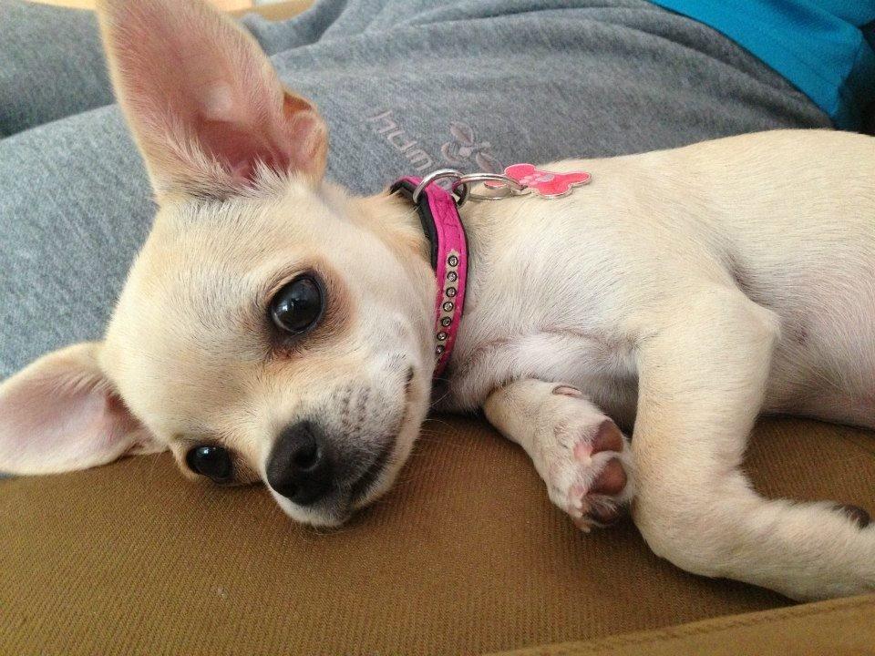 Chihuahua Emma billede 16