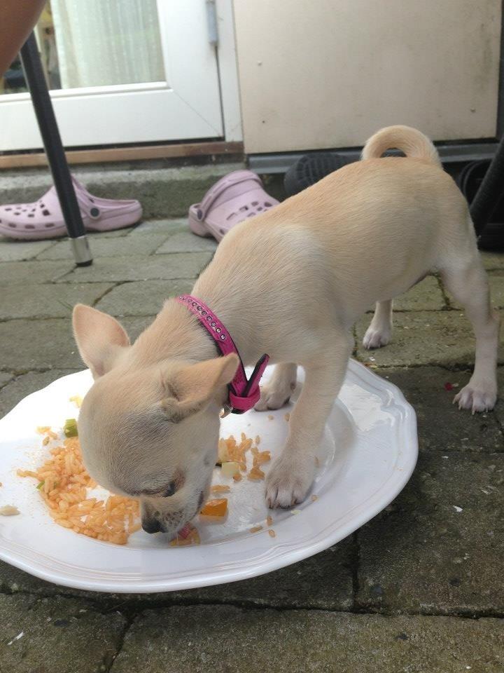 Chihuahua Emma billede 17