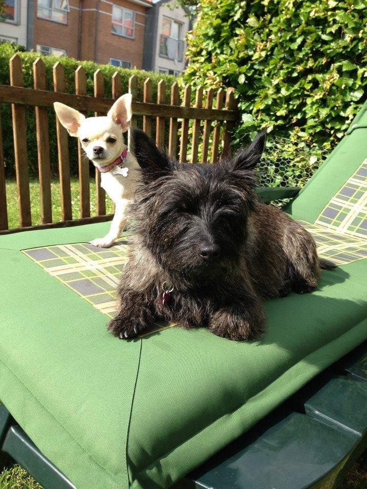 Chihuahua Emma billede 13