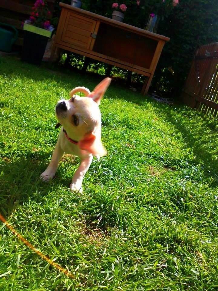 Chihuahua Emma billede 18