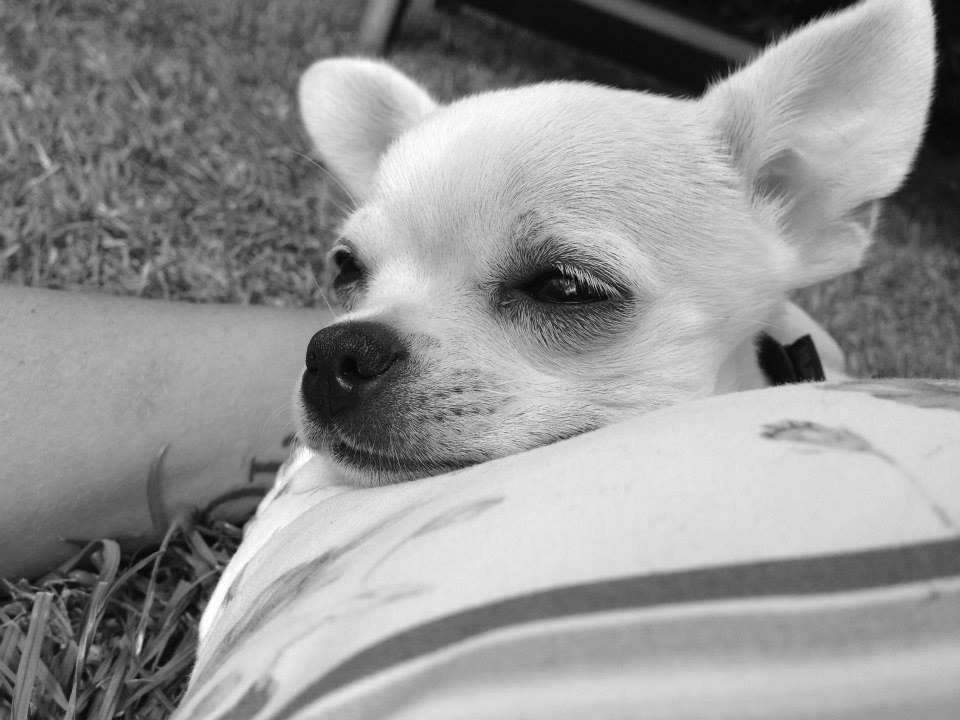 Chihuahua Emma billede 20