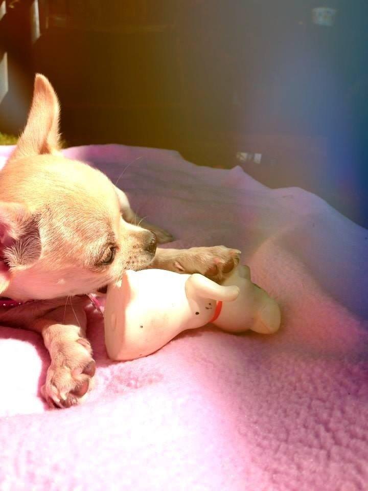 Chihuahua Emma billede 21