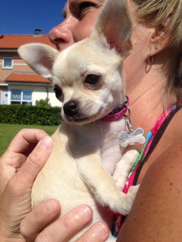 Chihuahua Emma billede 19