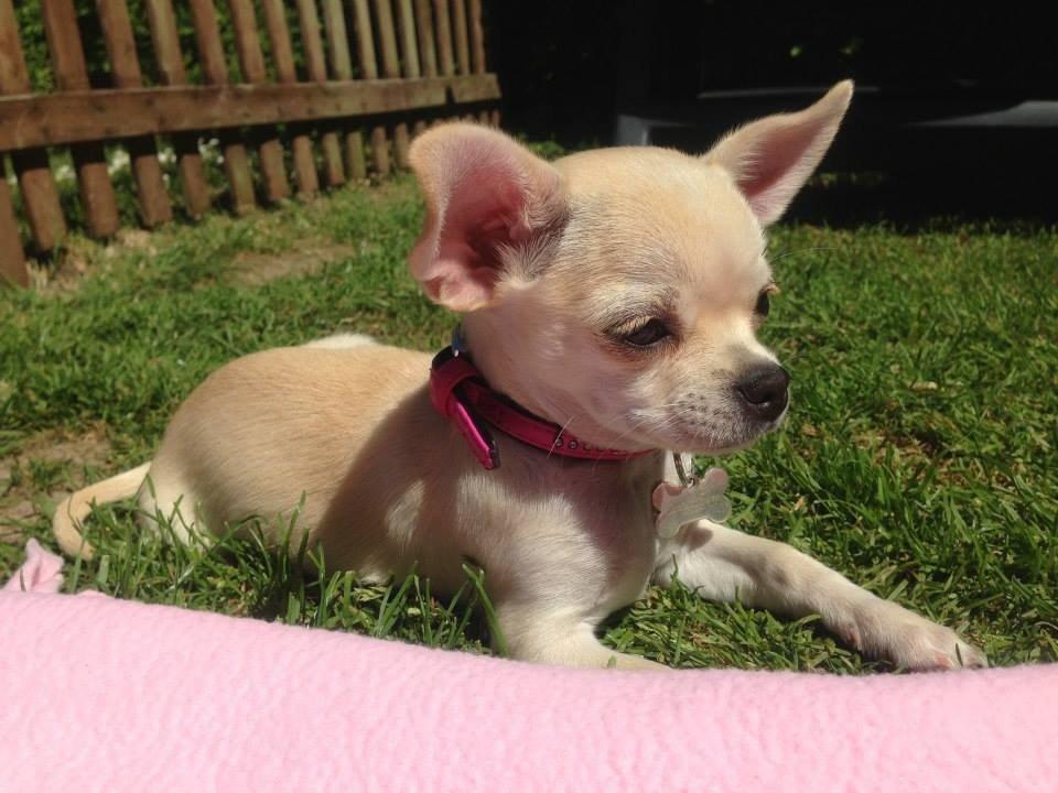 Chihuahua Emma billede 22