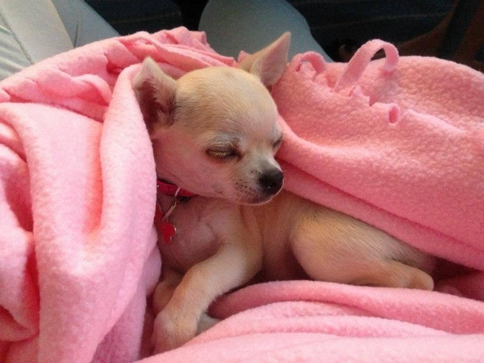 Chihuahua Emma billede 23