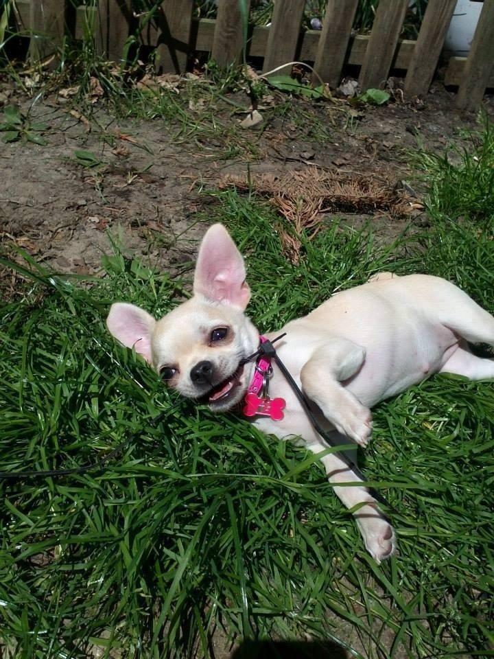 Chihuahua Emma billede 26