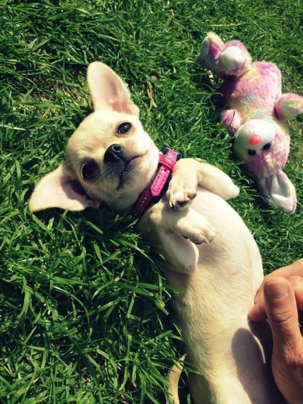 Chihuahua Emma billede 27