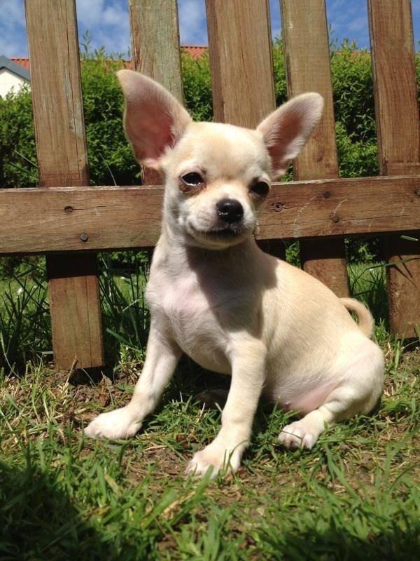 Chihuahua Emma billede 24