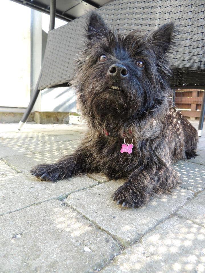 Cairn terrier Nala billede 1